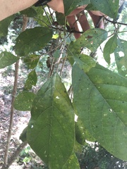 Mallotus claoxyloides