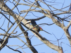 Pteroglossus aracari