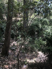 Mallotus claoxyloides