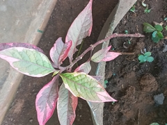 Graptophyllum pictum