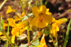 Erythranthe microphylla