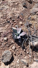 Agave colorata