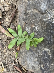 Polypodium californicum