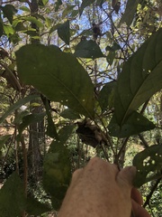 Mallotus claoxyloides