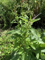 Scrophularia auriculata
