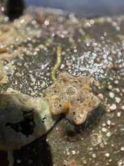 Meridiastra