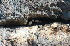 Fratercula corniculata