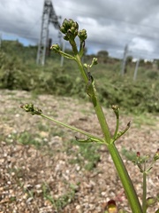 Scrophularia auriculata