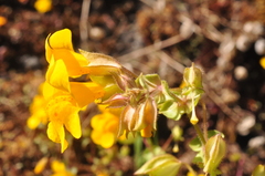 Erythranthe microphylla