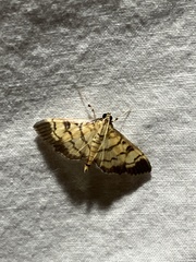 Ategumia ebulealis