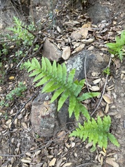 Polypodium californicum