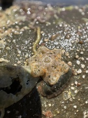 Meridiastra
