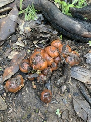 Pholiota velaglutinosa