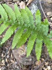 Polypodium californicum