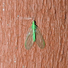 Chrysoperla