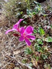 Pelargonium rodneyanum
