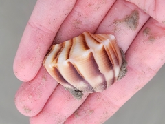 Sinistrofulgur pulleyi