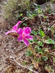 Pelargonium rodneyanum