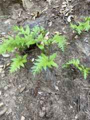 Polypodium californicum