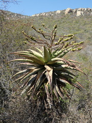 Aloe marlothii