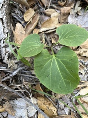 Cardamine californica