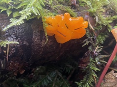 Dacrymyces chrysospermus