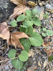 Cardamine californica