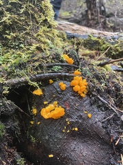 Dacrymyces chrysospermus