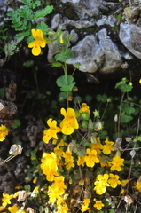 Erythranthe microphylla
