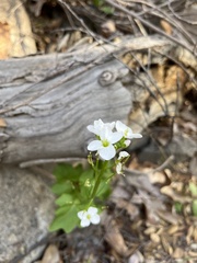 Cardamine californica