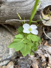 Cardamine californica