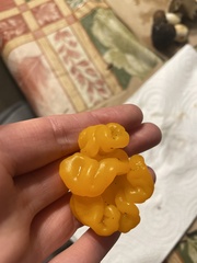 Dacrymyces chrysospermus