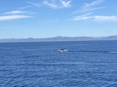 Balaenoptera musculus