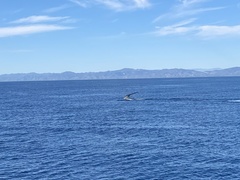 Balaenoptera musculus