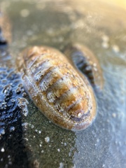 Ischnochiton cariosus