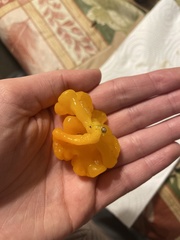 Dacrymyces chrysospermus