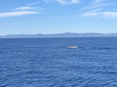 Balaenoptera musculus