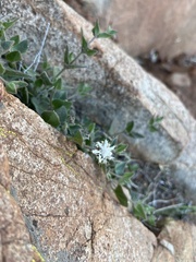 Brickellia atractyloides
