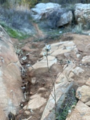 Brickellia atractyloides