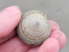 Architectonica nobilis