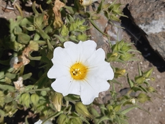 Nolana baccata