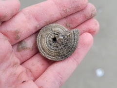 Architectonica nobilis