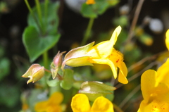 Erythranthe microphylla