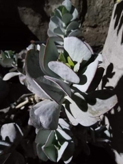 Kalanchoe fedtschenkoi