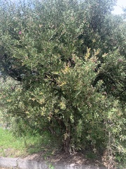 Melaleuca