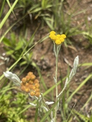 Helichrysum aureonitens