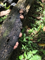 Hypoxylaceae