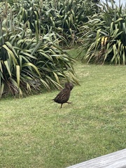 Gallirallus australis