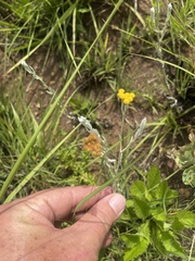 Helichrysum aureonitens