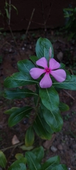 Catharanthus roseus image